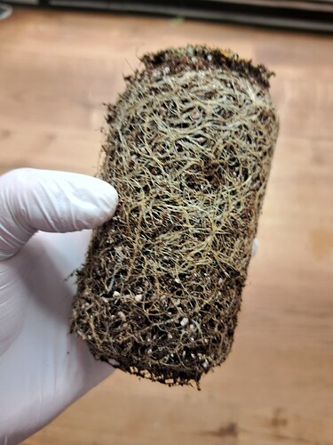 Growreport Bild 27