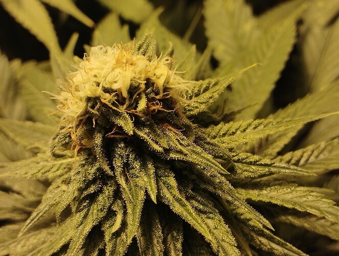 Growreport Bild 7