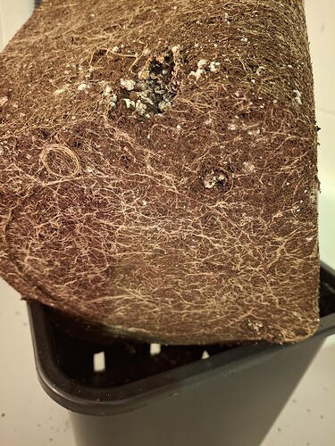 Growreport Bild 9