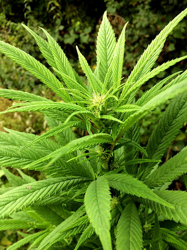 Grow26_0912_16_EU
