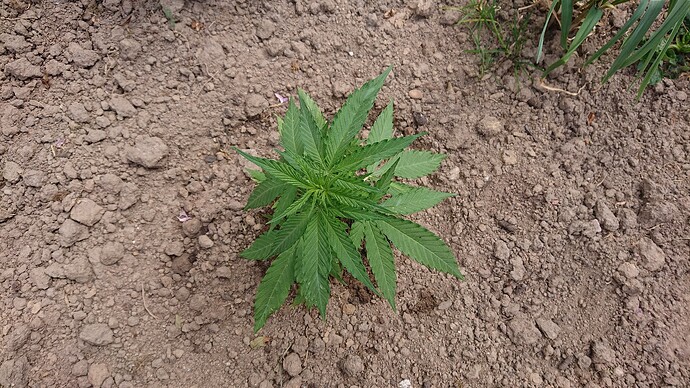 Growreport Bild 27