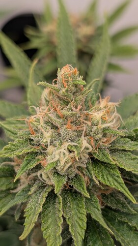 Growreport Bild 22