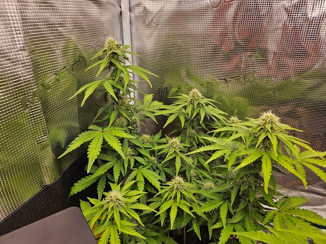 Growreport Bild 71