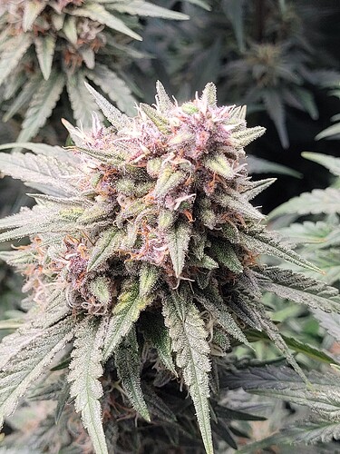 Growreport Bild 17