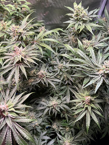 Growreport Bild 39