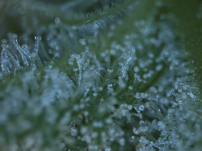 20250604-trichome02
