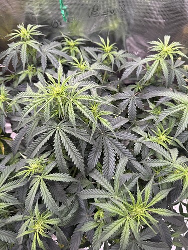 Growreport Bild 6