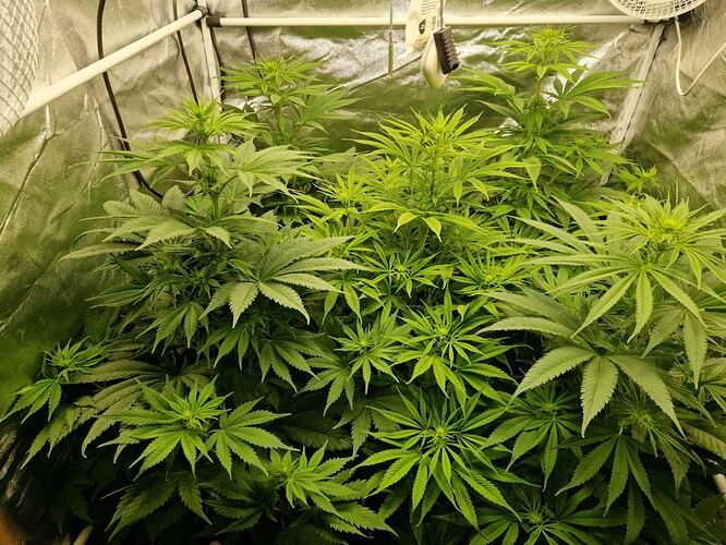 Growreport Bild 2