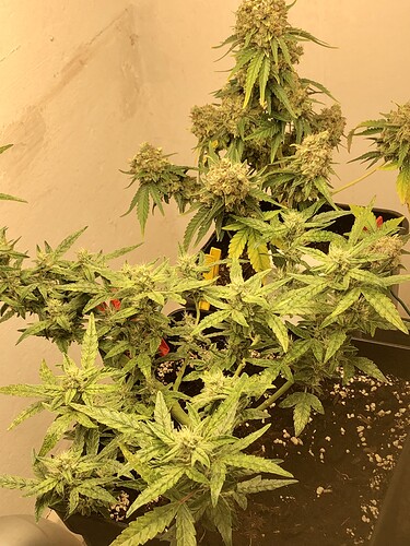 Growreport Bild 1