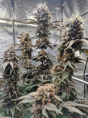 Growreport Bild 14