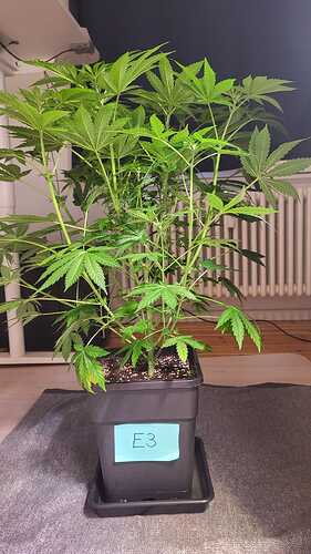 Growreport Bild 9