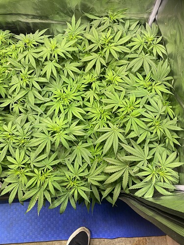 Growreport Bild 28