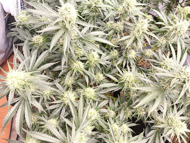 Growreport Bild 3