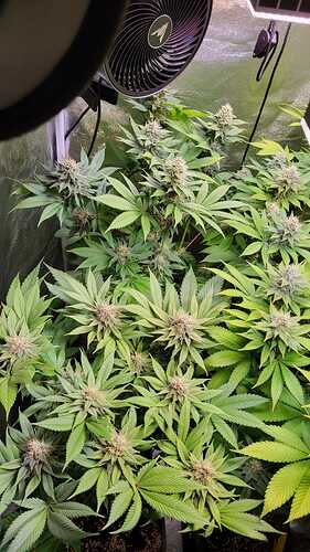 Draufsicht auf mehrere blühende Cannabispflanzen in einem Growzelt mit einem Umluftventilator.