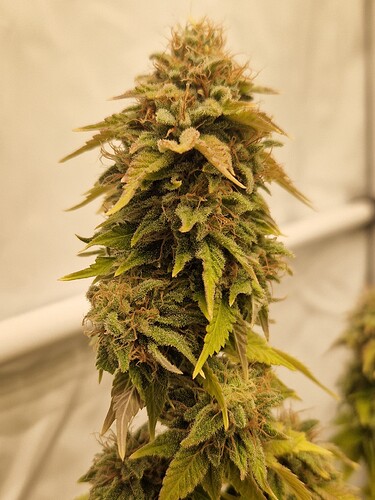 Growreport Bild 6