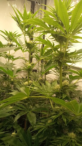 Growreport Bild 41