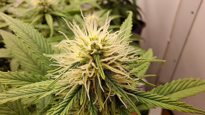 Growreport Bild 262