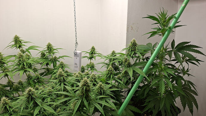 Growreport Bild 284