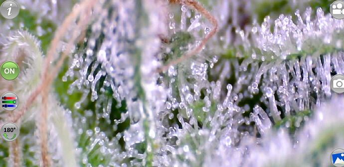 Growreport Bild 8
