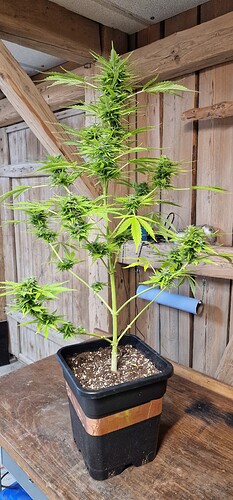 Growreport Bild 1