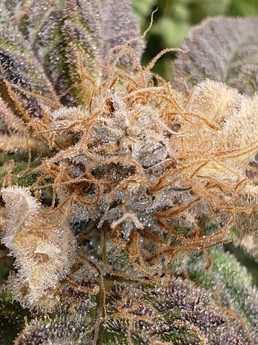 Growreport Bild 14