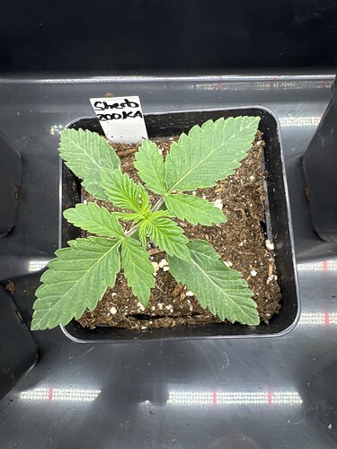 Growreport Bild 8
