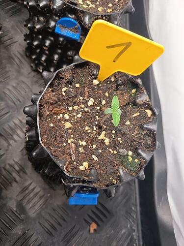 Growreport Bild 35