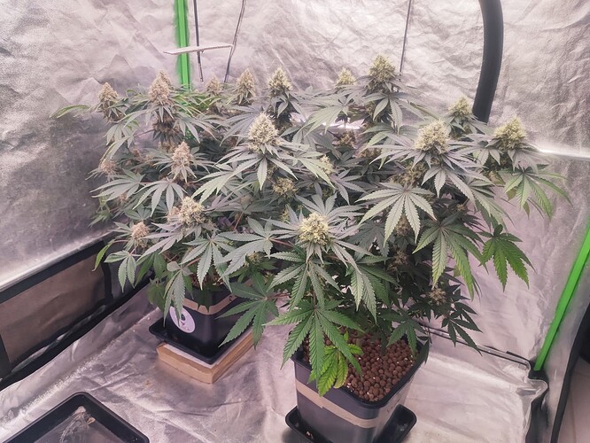 Growreport Bild 30