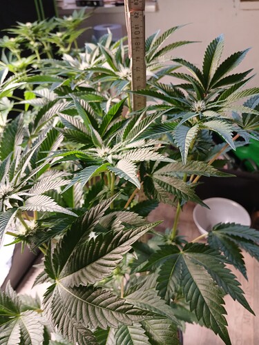 Growreport Bild 5