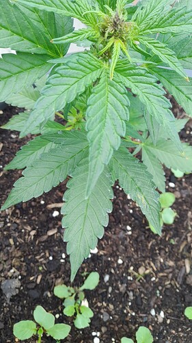Growreport Bild 2