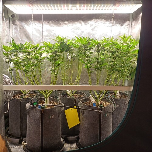 Growreport Bild 19