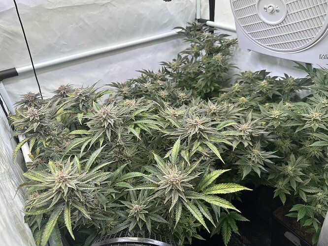 Growreport Bild 3