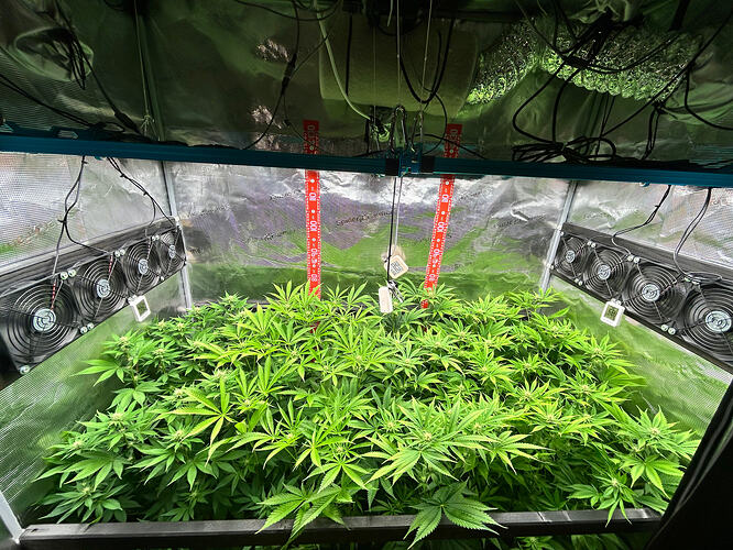 Blick in ein Growzelt mit mehreren Cannabis-Pflanzen in der Blütephase, beleuchtet von LED-Panels und ausgestattet mit Ventilatoren an den Seiten.