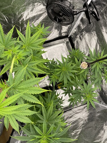 Growreport Bild 3