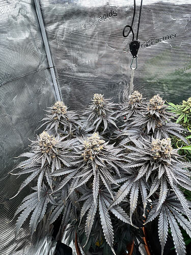 Growreport Bild 3