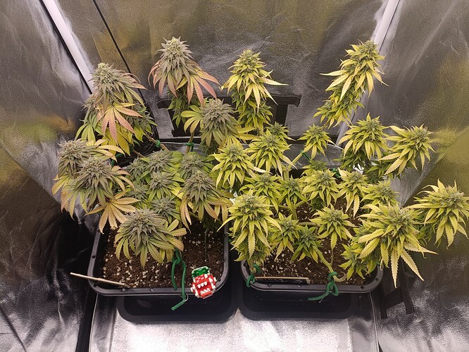 Growreport Bild 12