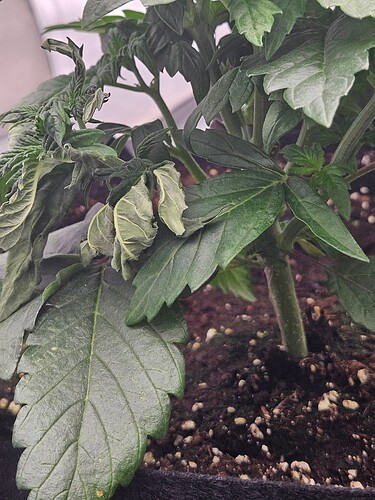 Growreport Bild 3
