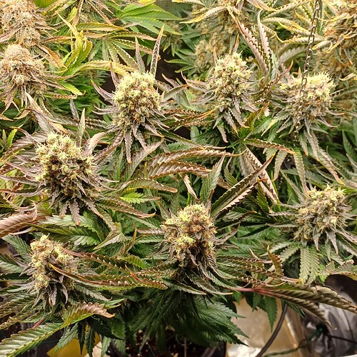 Growreport Bild 8