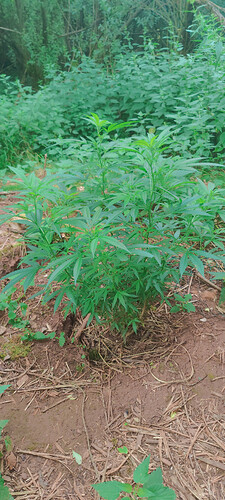 1000069032