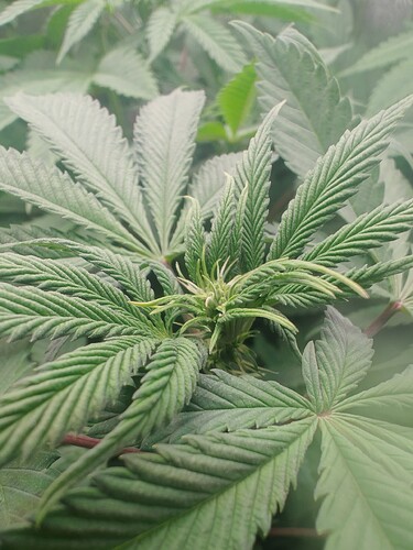 Growreport Bild 4