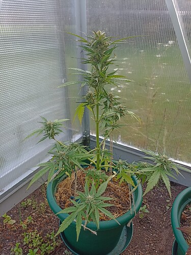 Growreport Bild 1