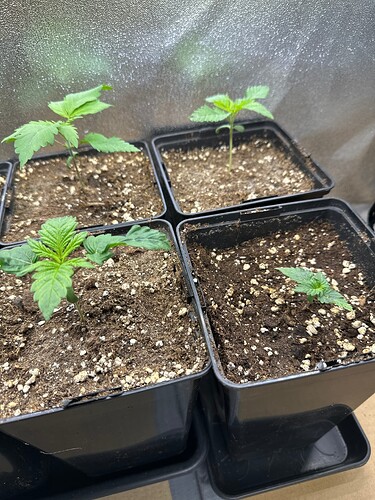 Growreport Bild 36