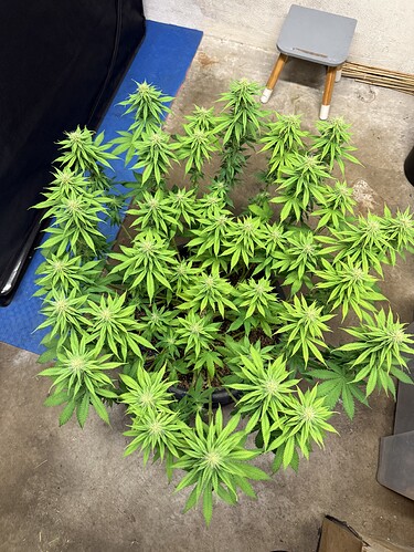 Growreport Bild 23