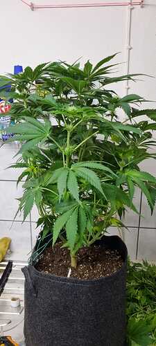 Growreport Bild 34