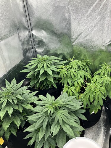 Growreport Bild 2