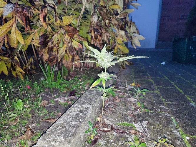 Growreport Bild 48