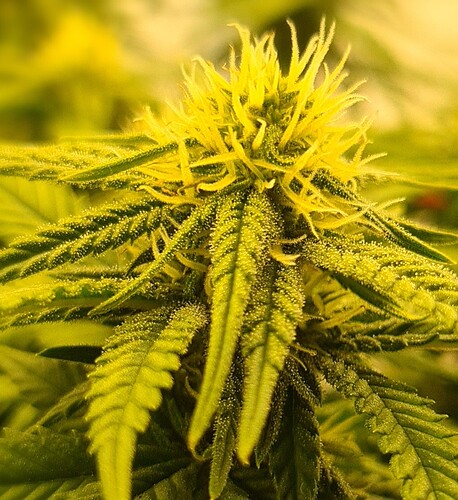 Growreport Bild 2