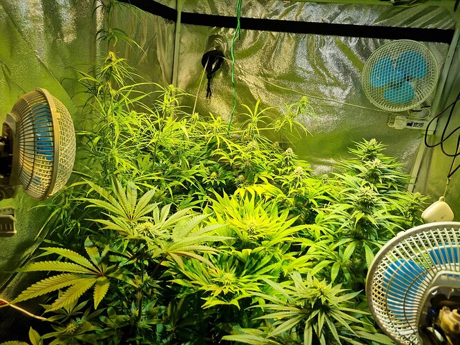 Mehrere Cannabispflanzen in einer Growbox mit Lüftern.