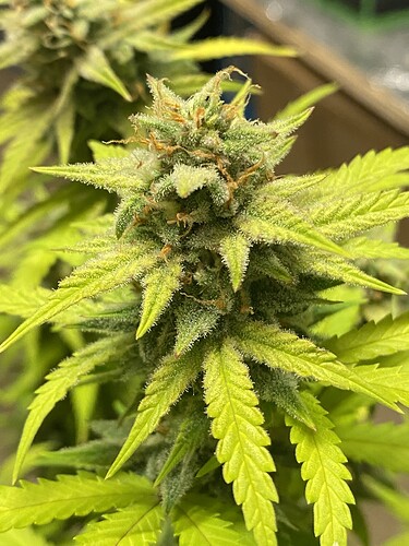 Growreport Bild 7