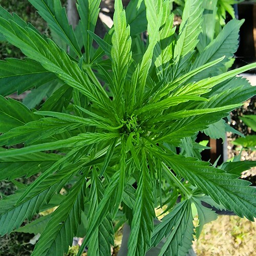 Growreport Bild 8